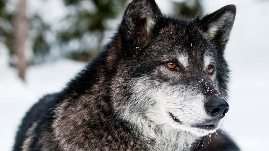 Majestic And Super Cool Wolf Wallpaper