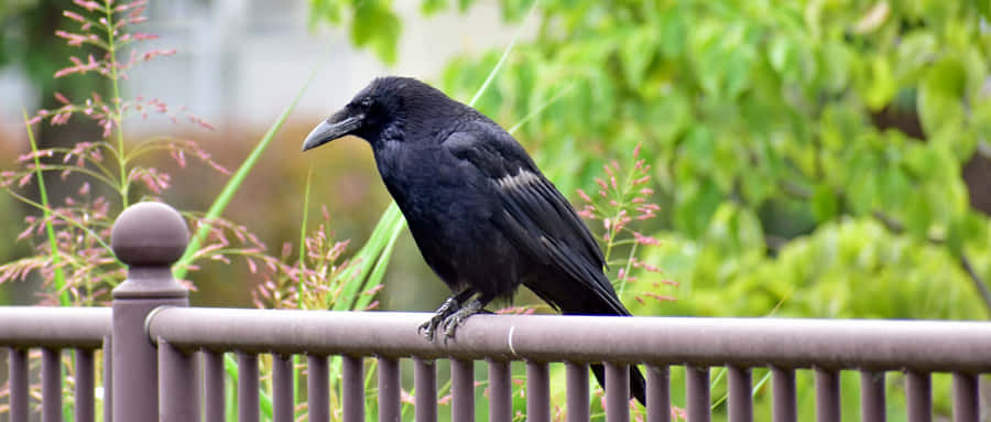 Majestic Black Crow Perched In A Dark Forest Wallpaper