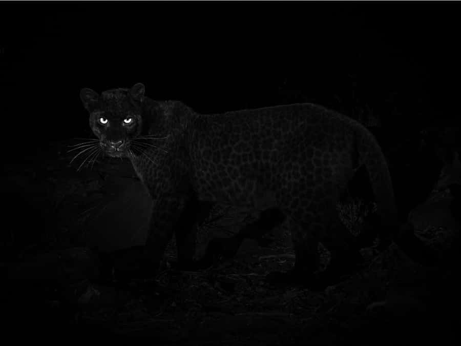 Majestic Black Leopard Gazing In The Wild. Wallpaper