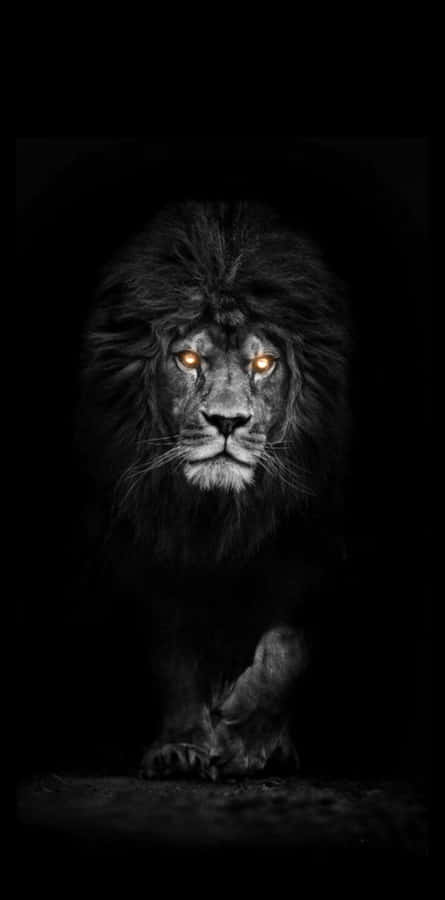 Majestic Black Lion Against Endless Terrain Wallpaper