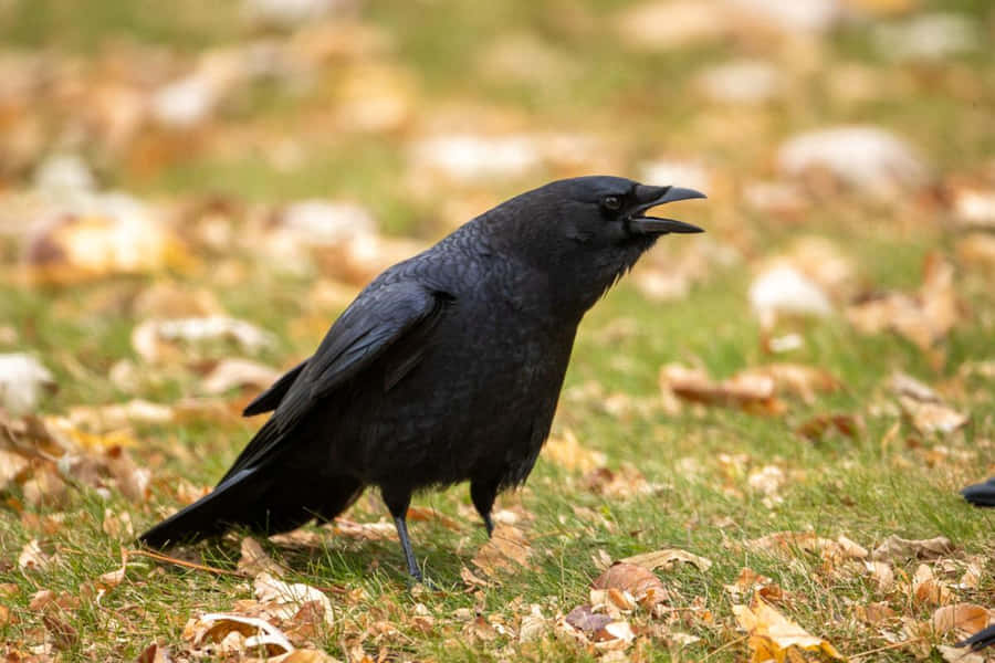 Majestic Crow Perched On A Branch Wallpaper