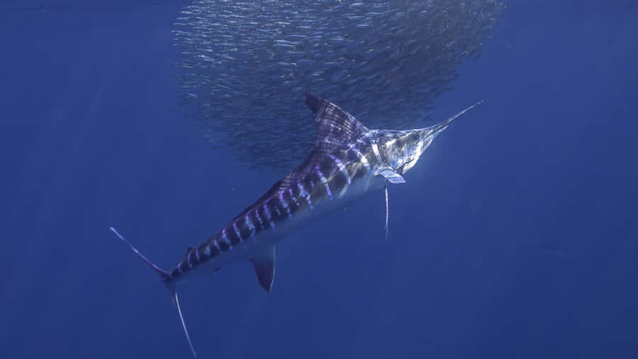Majestic Marlin In Deep Blue Sea Wallpaper
