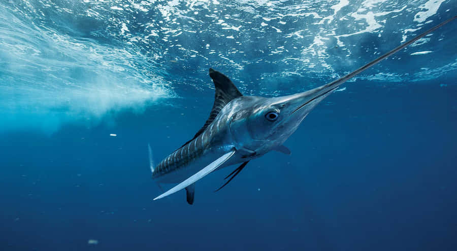 Majestic Marlin Leaping Out Of The Ocean Wallpaper