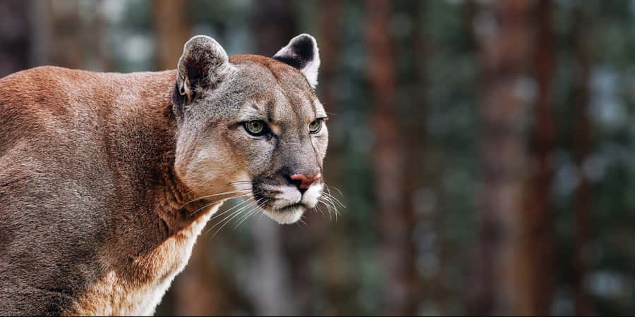 Cat, cougar, flight, jump, young, HD wallpaper | Wallpaperbetter