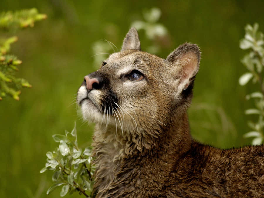 Mountain Lion Cougar Wild Cat Wildlife Approaching Stock Illustration -  Illustration of lion, closeup: 293702501