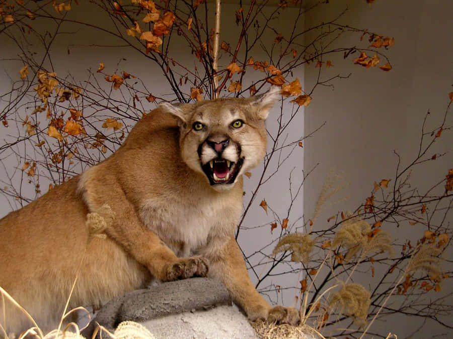 Cougar, majestic, animal, feline, puma HD wallpaper | Pxfuel