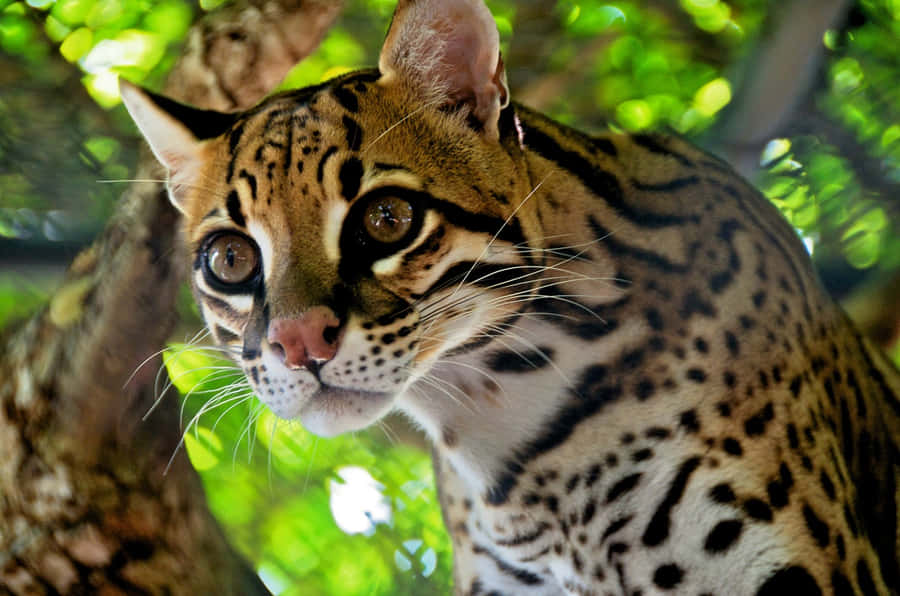 Majestic Ocelot In Natural Habitat Wallpaper