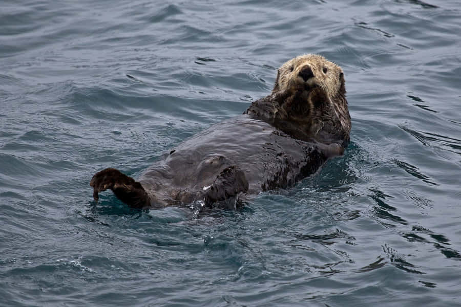 Majestic Sea Otter Floating In The Pristine Waters Wallpaper