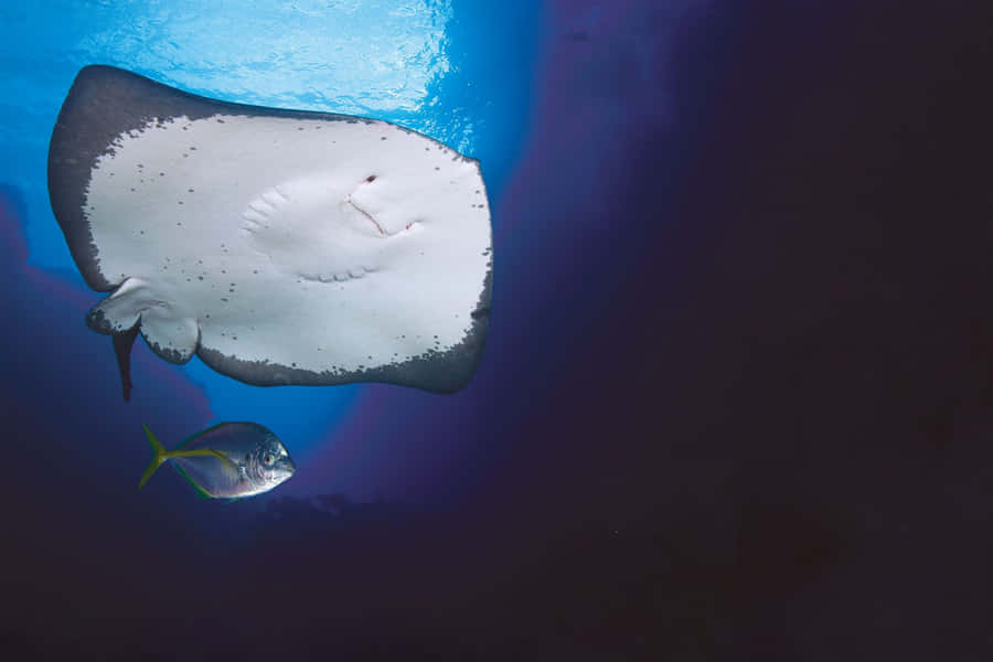 Majestic Stingray Gliding In Crystal Clear Water Wallpaper