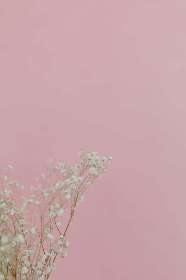 Make A Statement With Baby Pink Aesthetic. Wallpaper