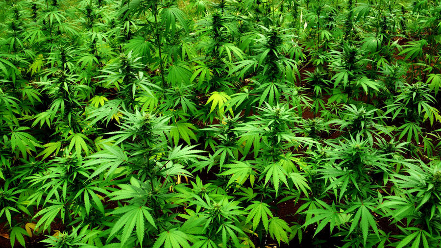 marijuana cannabis farm tlfybrt3ztd4colc