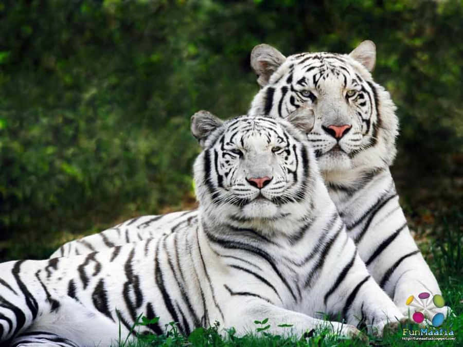 Meet The Most Beautiful Animals On Earth Wallpaper