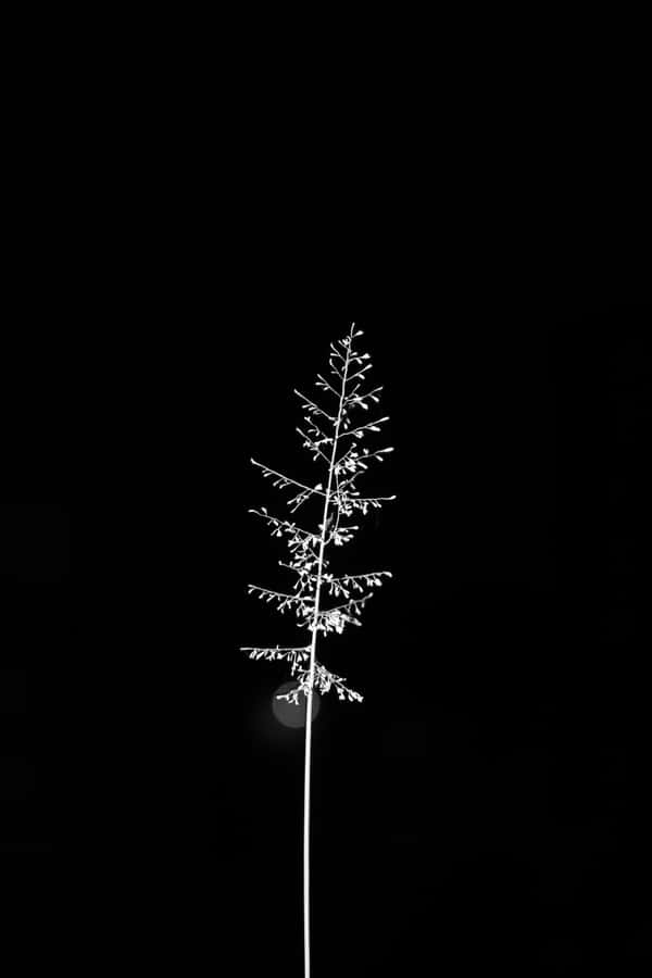 Minimalism In Black And White Wallpaper