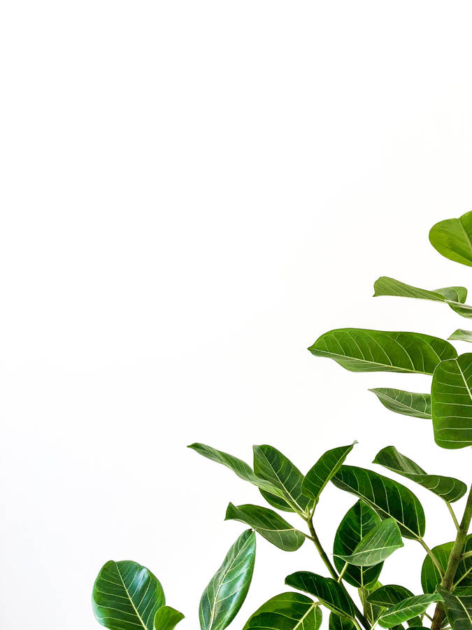 Minimalist Plant Leaves wallpaper