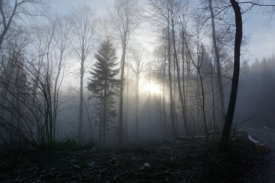 Misty Somber Forest Wallpaper