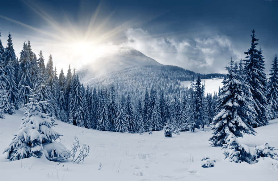 Misty Winter Forest Wallpaper