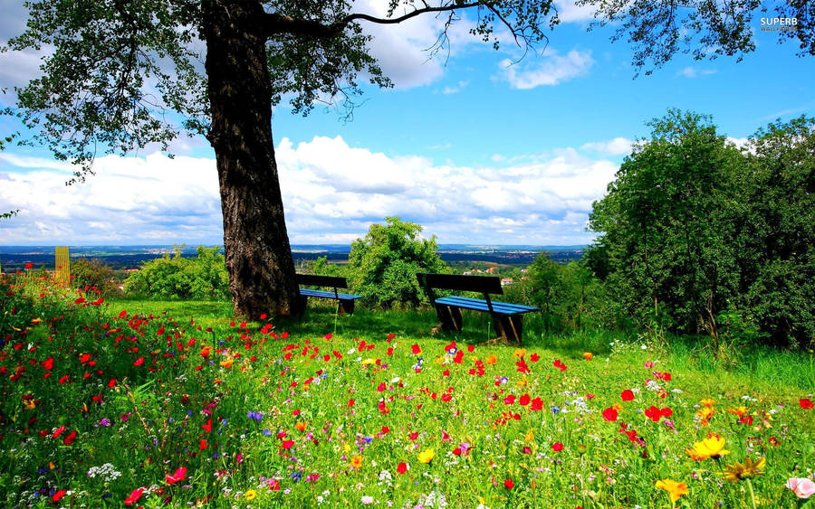 Most Beautiful Spring Forest Wallpaper