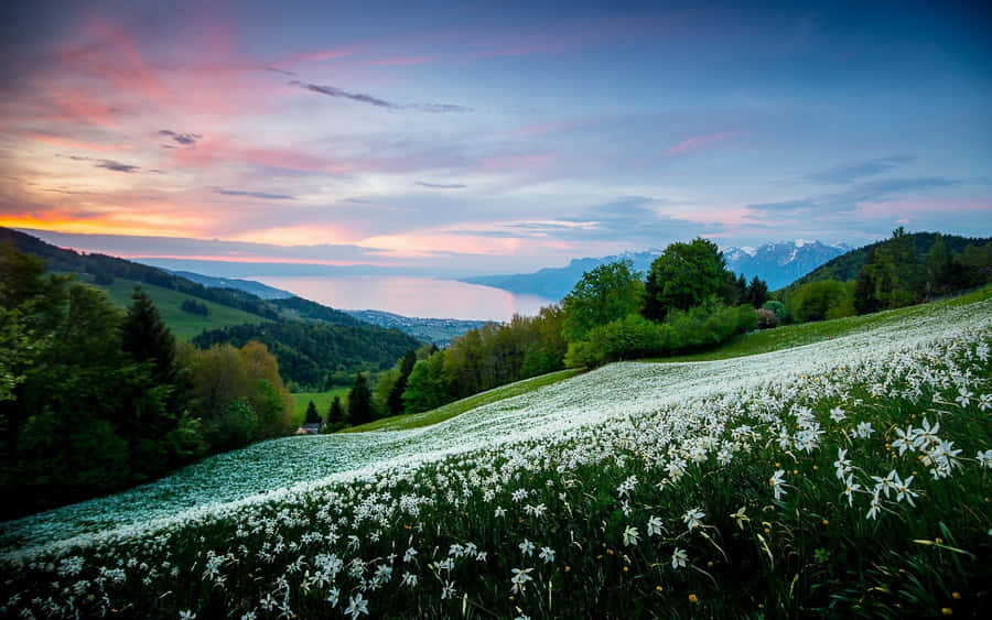 Mountain Side Flowers And Shrubs Wallpaper