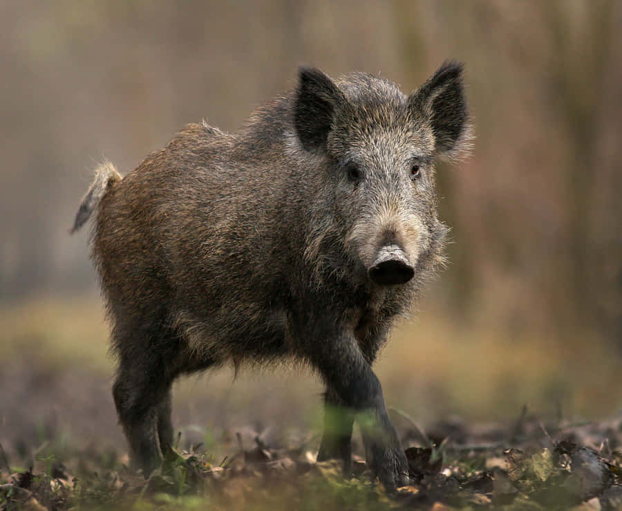 Mr. Hog Taking A Leisurely Stroll Through The Countryside Wallpaper