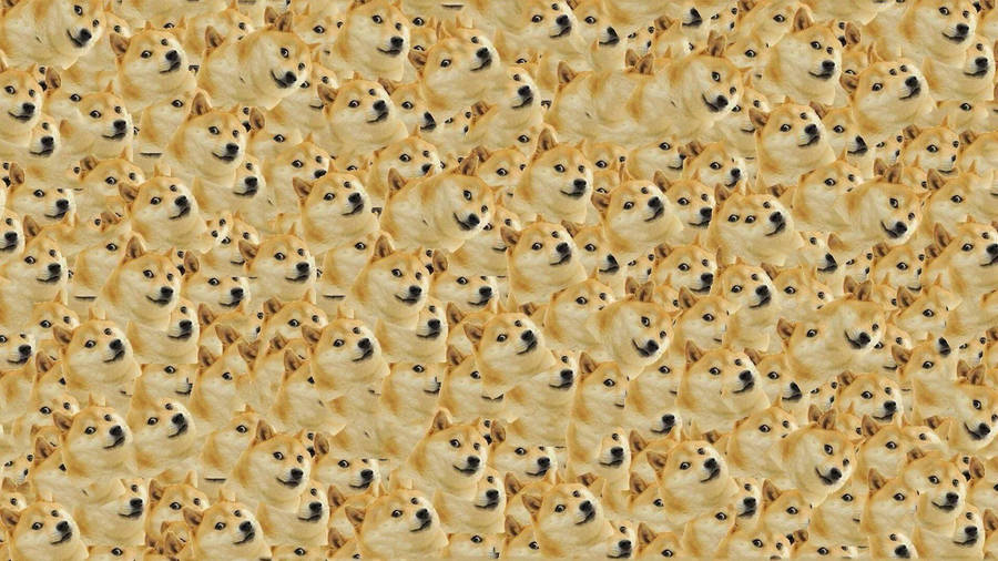Multiple Doge Shiba Inu Faces Meme Wallpaper