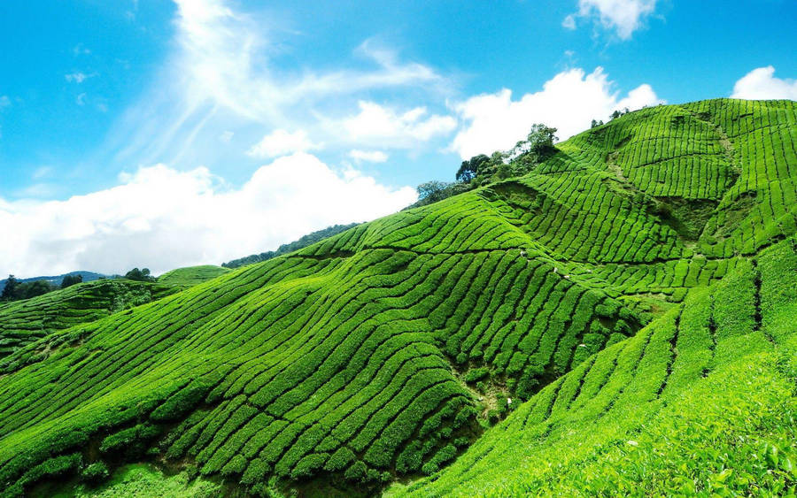 610 Idukki Kerala Munnar Stock Photos - Free & Royalty-Free Stock Photos  from Dreamstime