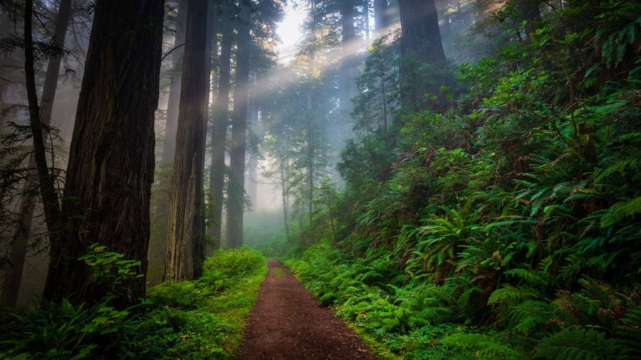 Download free Narrow Way In Redwood Forest Wallpaper - MrWallpaper.com