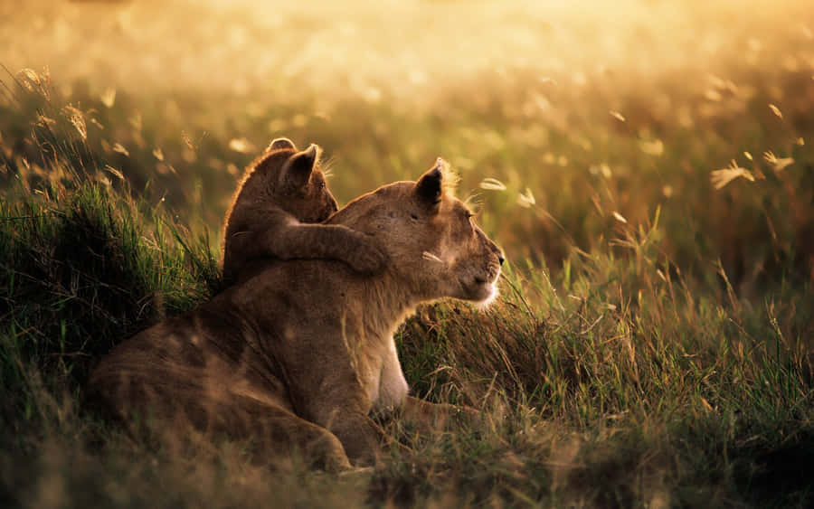 National Geographic Desktop In The Grass Wallpaper