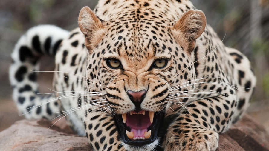 National Geographic Desktop Roar Wallpaper