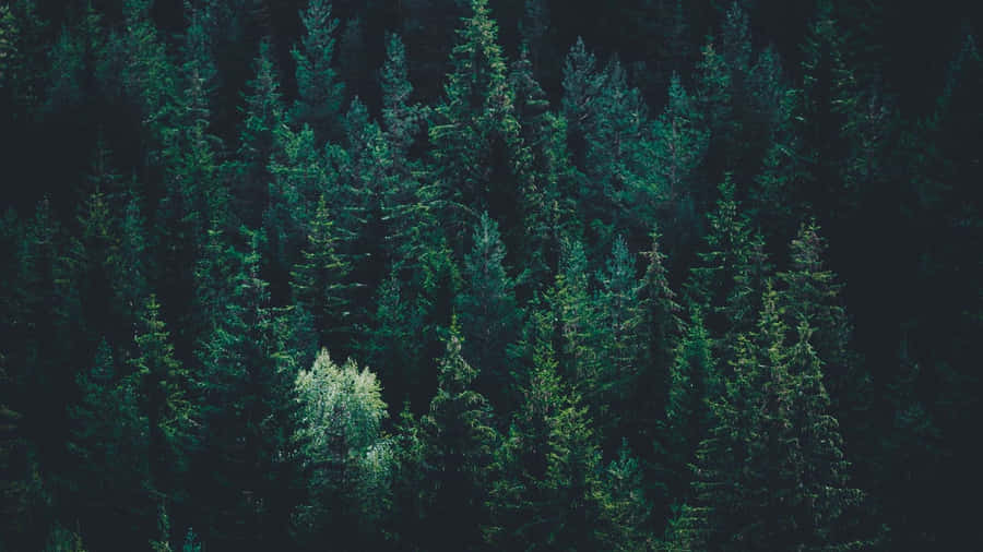 “nestled In The Dark Green Forest” Wallpaper