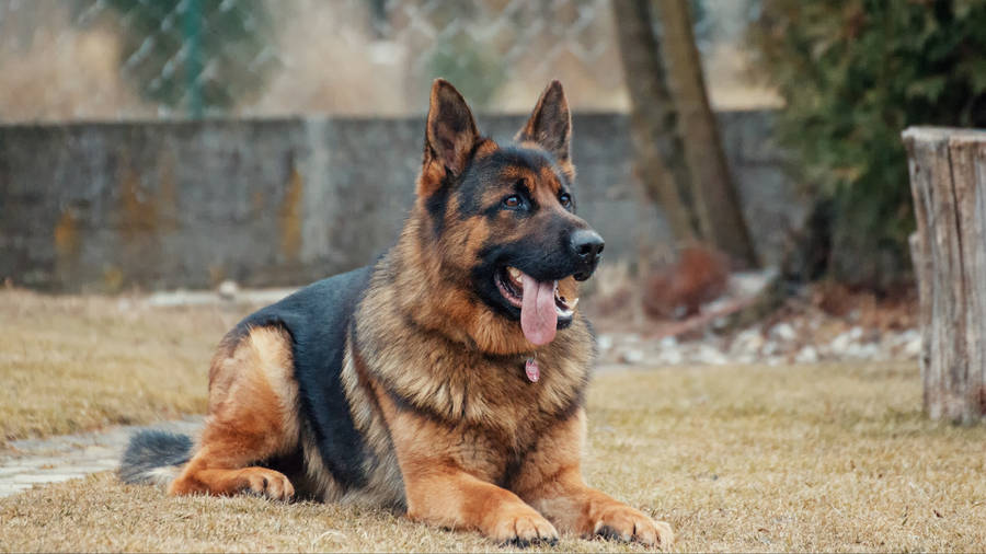 German shepherd HD wallpapers | Pxfuel