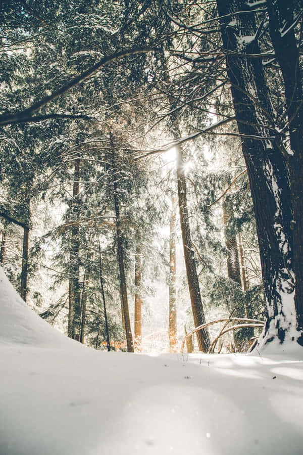 Old Winter Snow Wallpaper