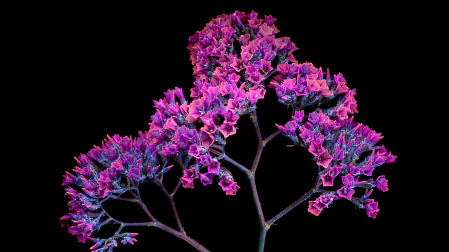 Oled Monitor Limonium Sinuatrum Plant Wallpaper