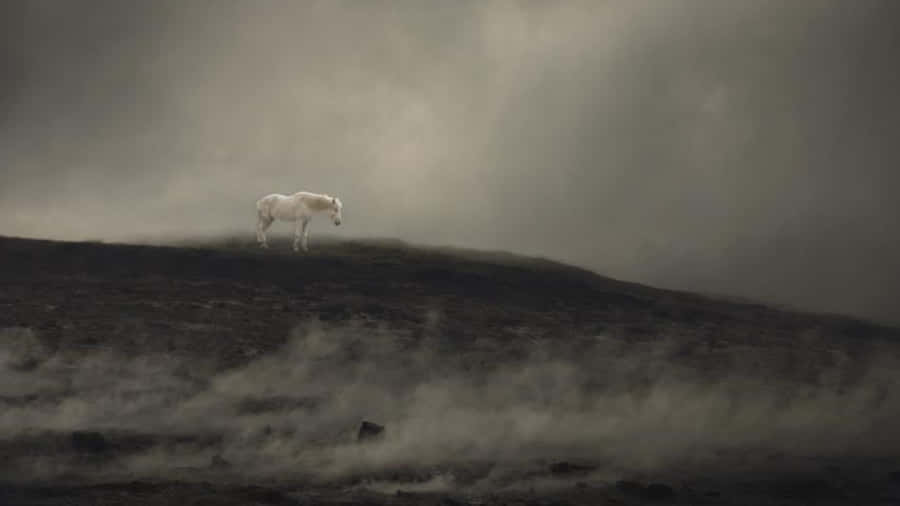 Download free Ominous White Horse Standing Alone Wallpaper ...