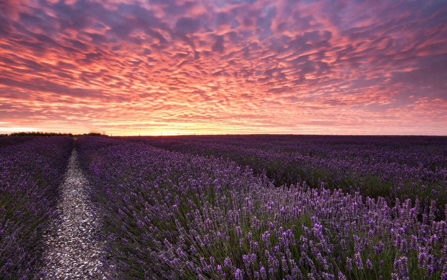 Orange And Pink Clouds Lavender Desktop Wallpaper