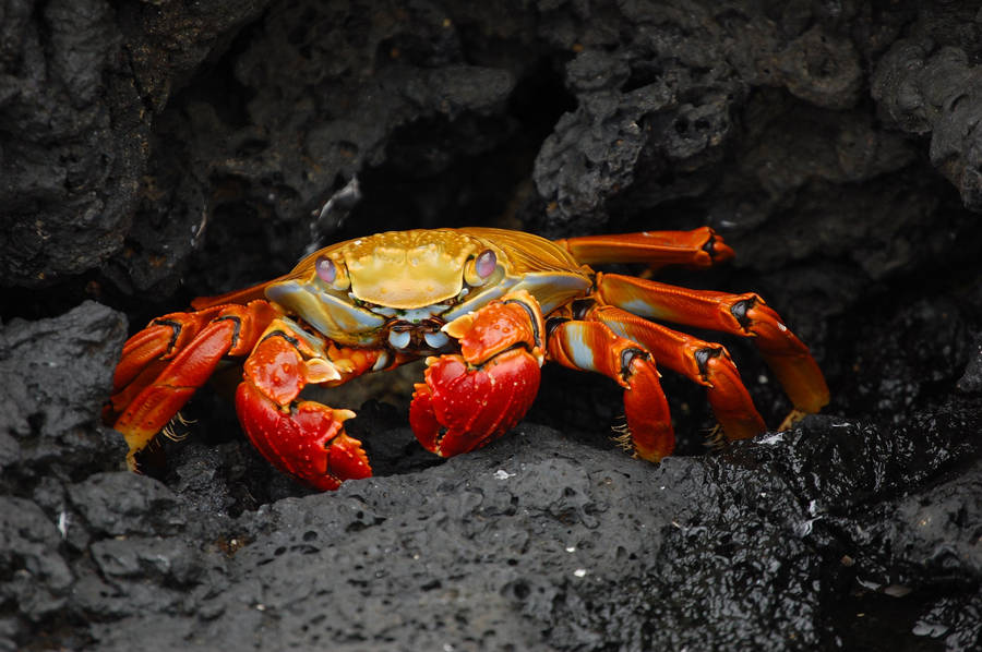 Crab Walking On The Water That Is Red Background, Crabs Pictures, Seafood,  Food Background Image And Wallpaper for Free Download