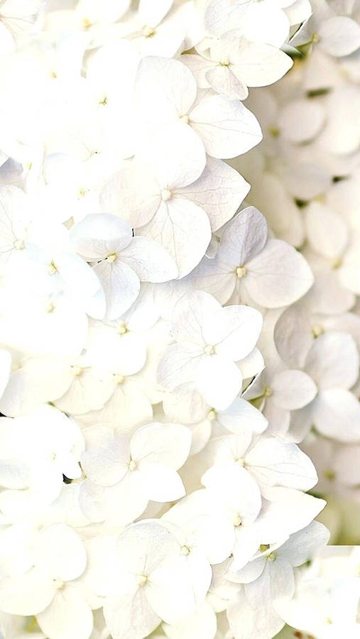 Overexposed White Flower Spread For Iphone Wallpaper