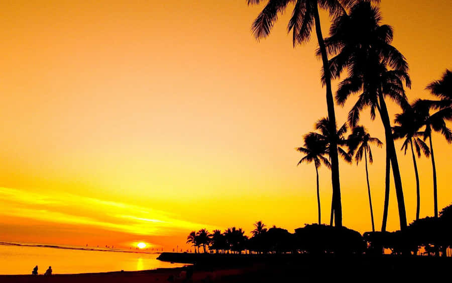Palm Beach Ala Moana Regional Park Wallpaper
