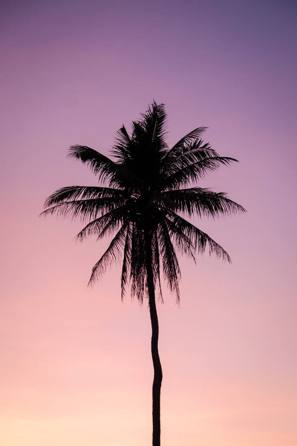 Palm Tree Gradient Sky wallpaper