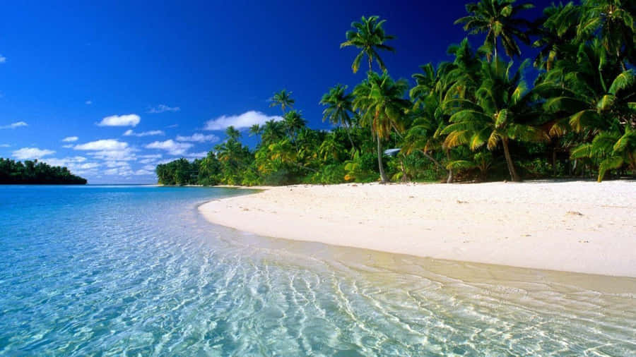 Palm Trees Tahiti Beach Wallpaper