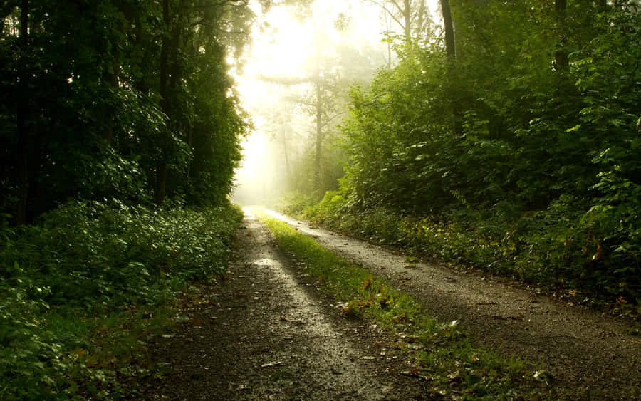 Path In The Dark Forest Wallpaper