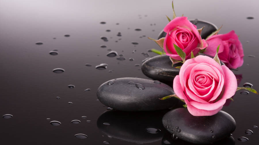 Pebbles And Pink Flower Pc Wallpaper