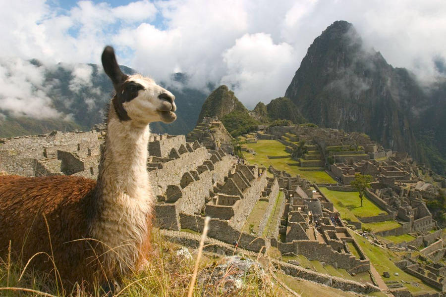 Download free Peru Llama In Machupicchu Wallpaper - MrWallpaper.com