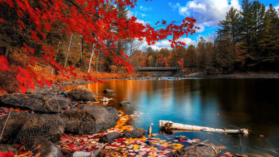 Photo Enjoying The Colorful Beauty Of The Fall Wallpaper