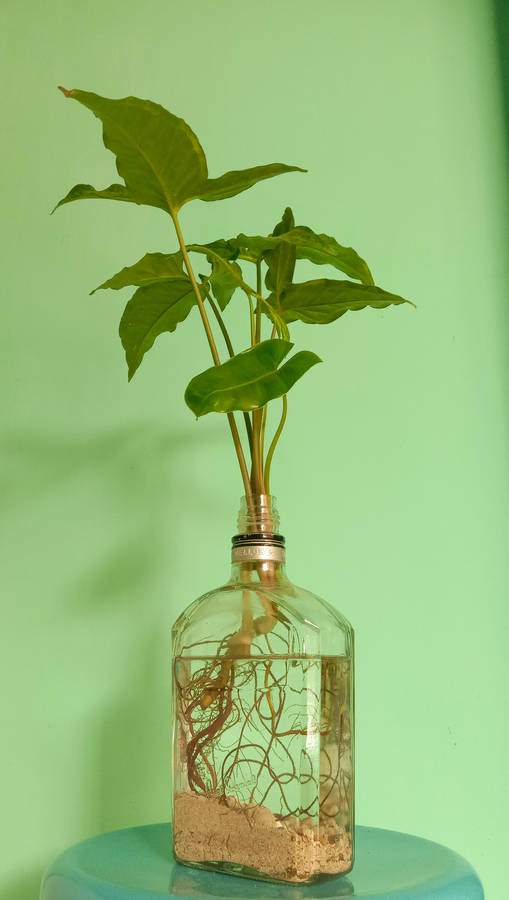Photo Nature Nourishes And Heals Wallpaper