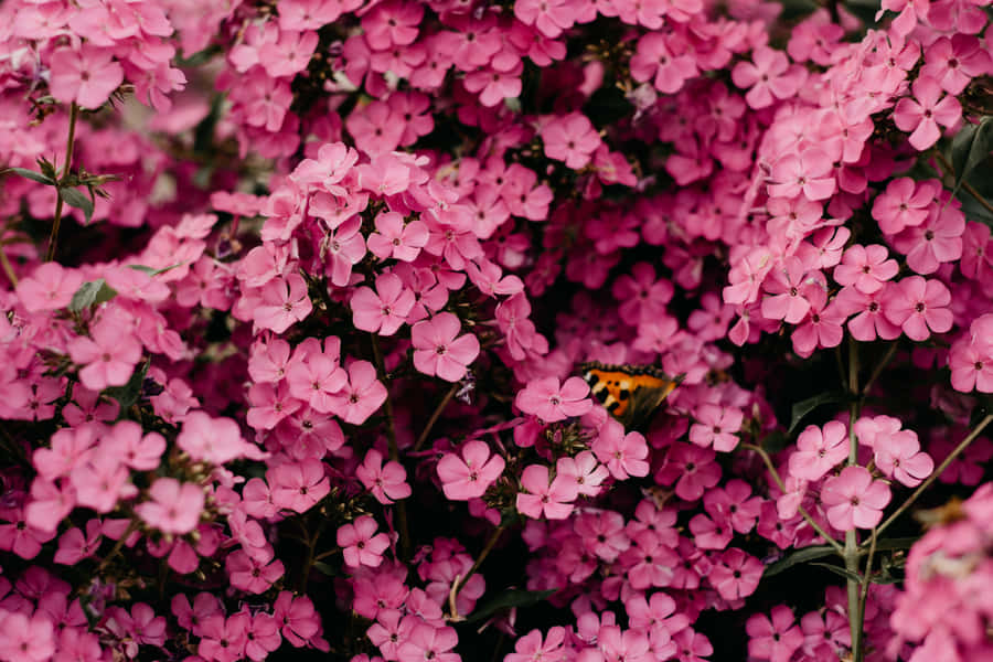 Pink Black Flowers Aesthetic Wallpaper