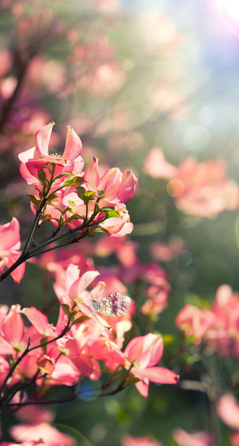Pink Flowers Floral Iphone Wallpaper