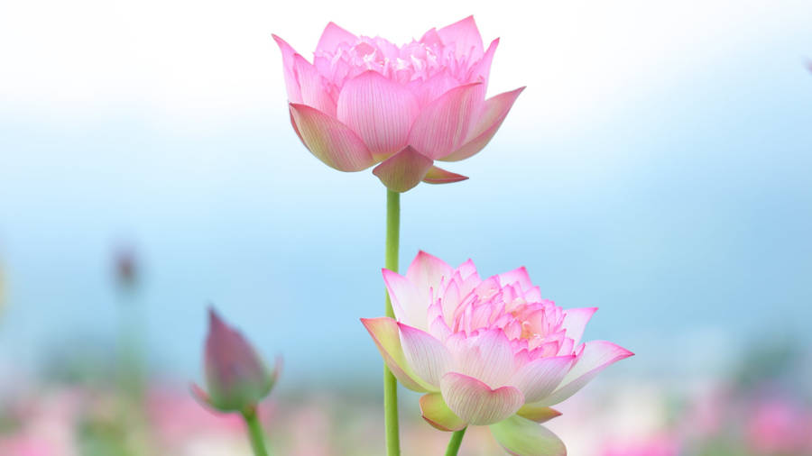 Pink Lotus Flower Pc Wallpaper