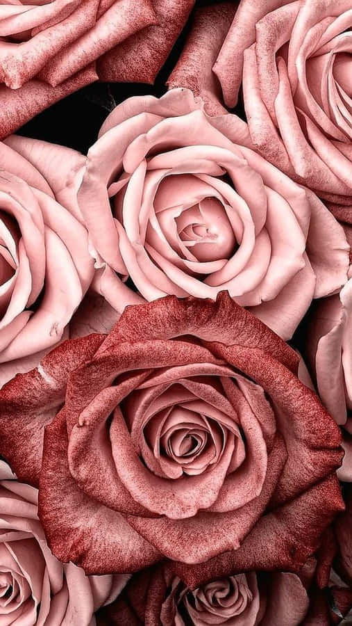 Pink Rose Gold Roses Theme Wallpaper