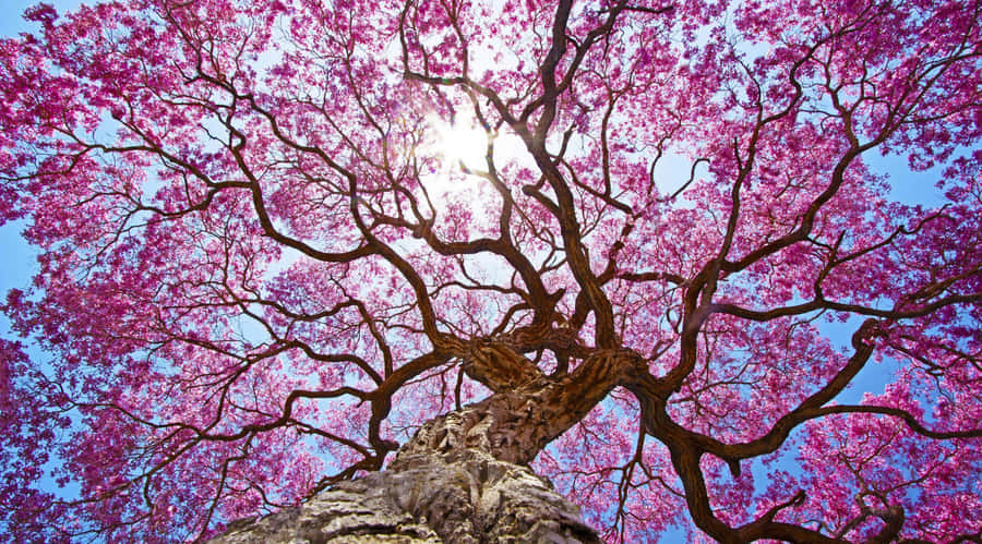 Pink Trees Worm's Eye View Wallpaper