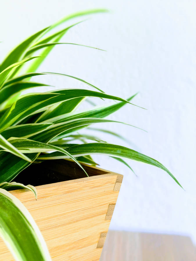 Plant In Box Simple Phone Wallpaper
